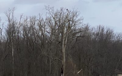 Bald Eagles!